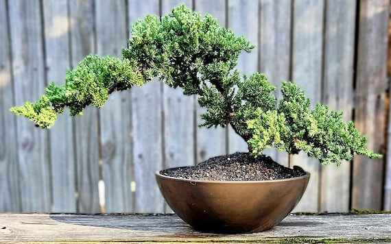 Procumbens Nana Juniper Bonsai Tree in 8" Pot - Etsy