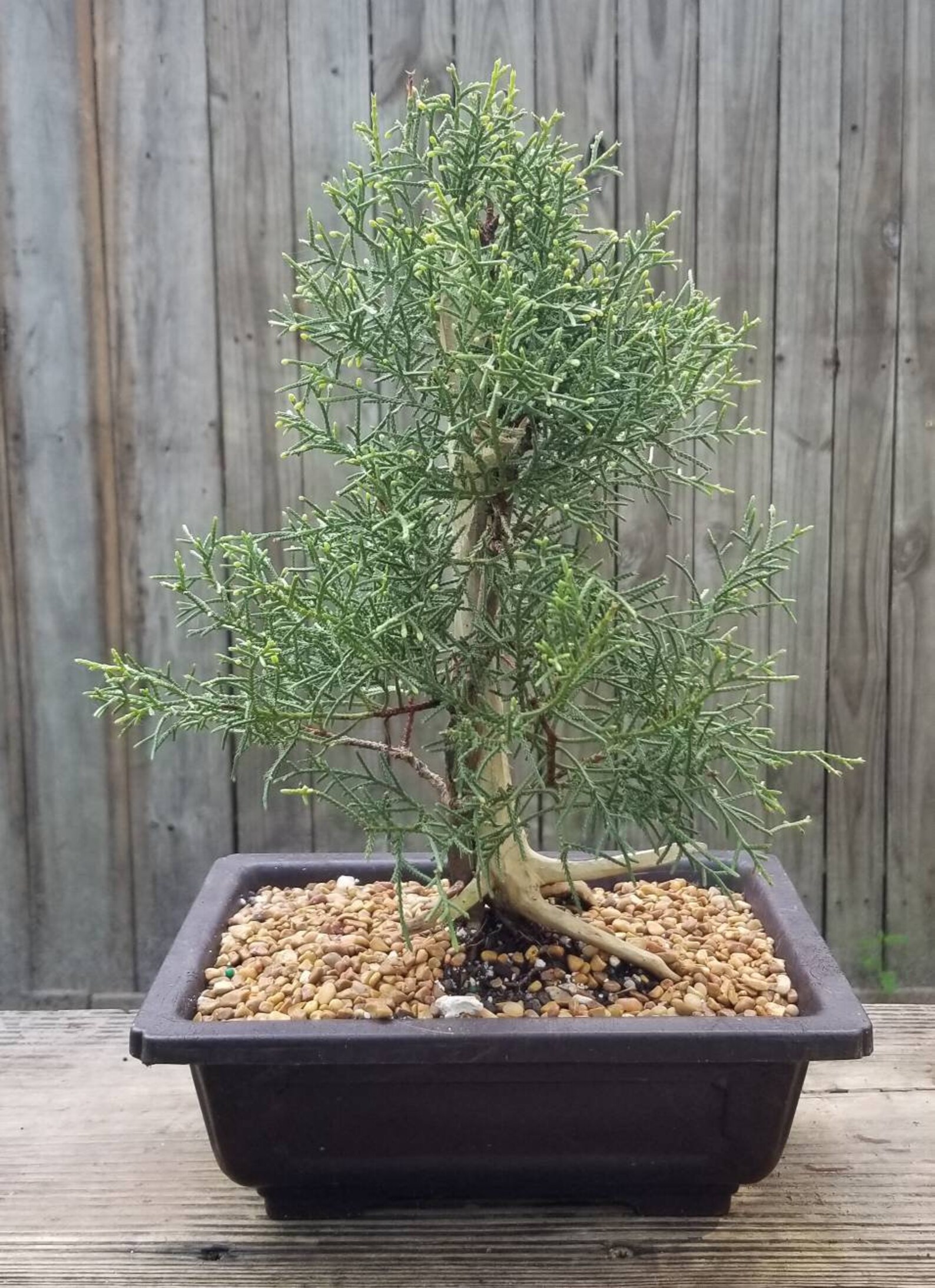 Tanaku Arizona cypress Bonsai tree in a mica pot. | Etsy
