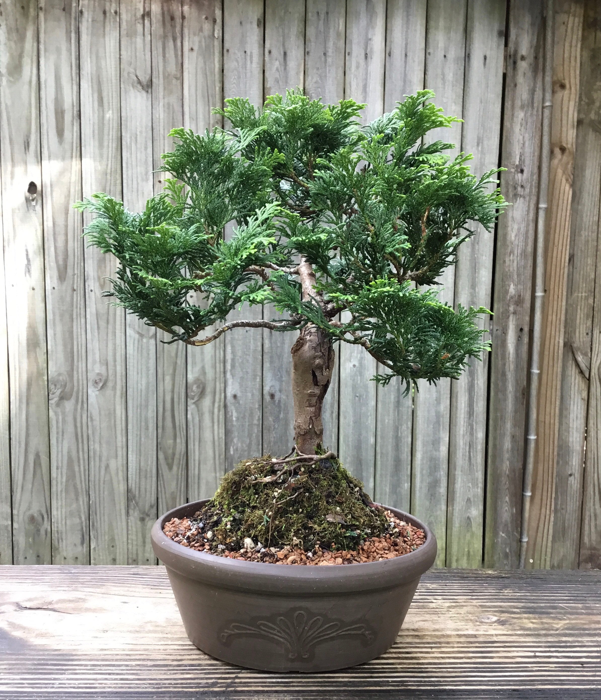 Dwarf Hinoki Cypress Bonsai Tree an Unglazed 8 Inch Pot. Etsy