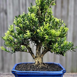 May include: A small green bonsai tree with a thick trunk and many branches, growing in a blue ceramic pot. The tree is potted in dark brown soil.