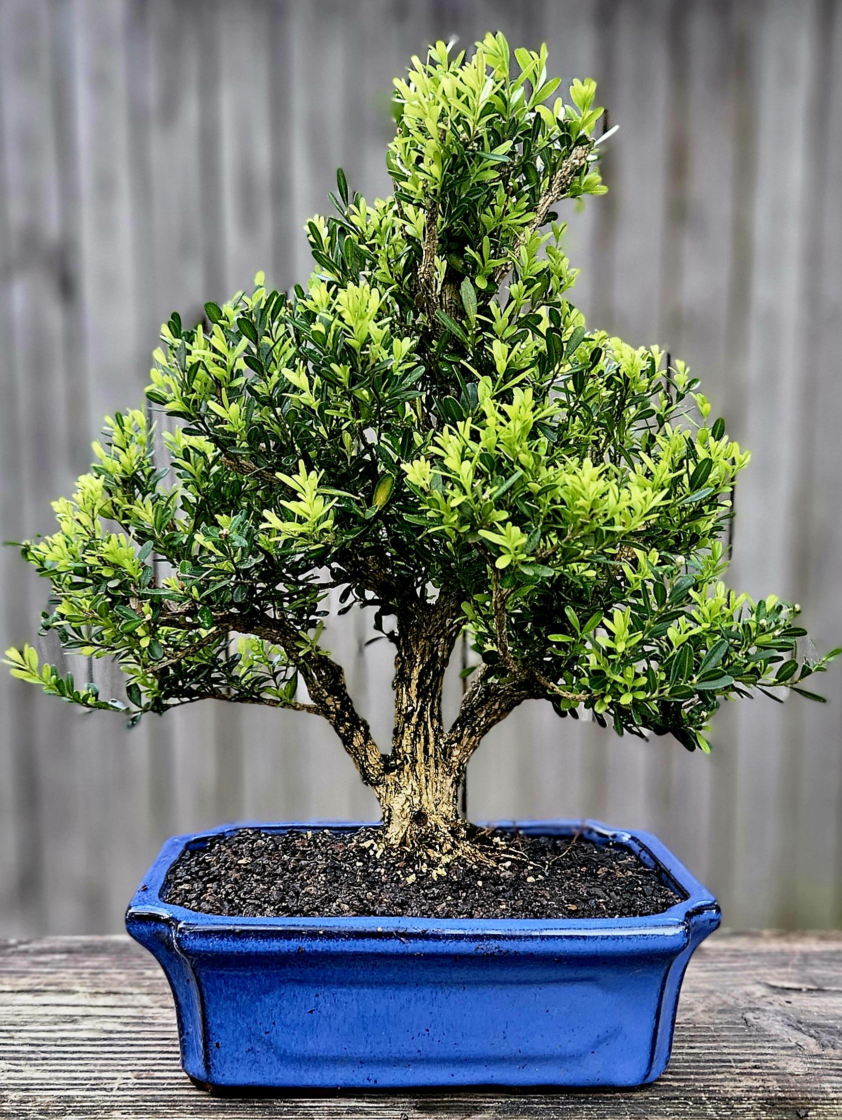 variegated jade plant pink Crassula ovata 'Tricolor'