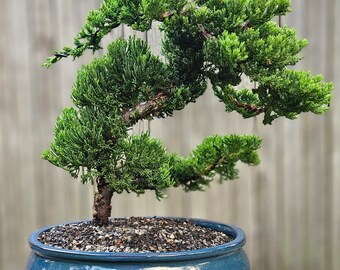 Bonsai Juniper Bonsai tree in a blue oval glazed ceramic 10"pot