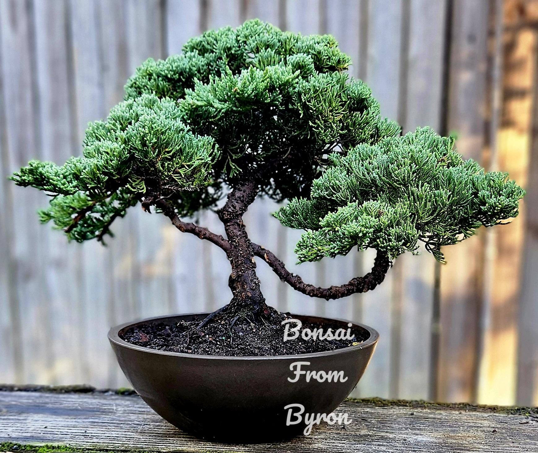 25-year-old Procumbens Nana Bonsai Tree, Japanese Juniper - Etsy