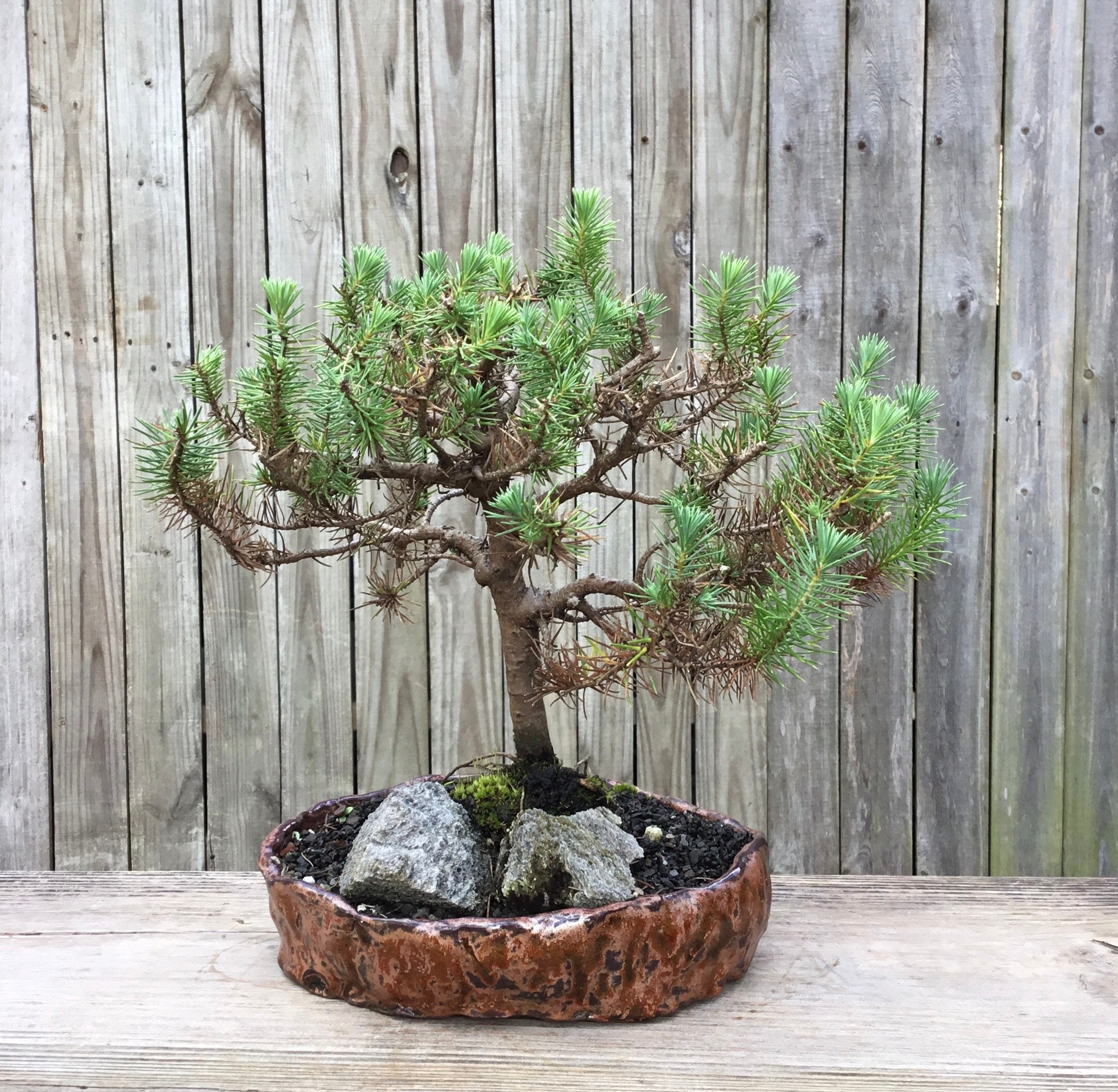 bonsai tree ginseng Ficus Ginseng: Add Zen to Your Home or Office