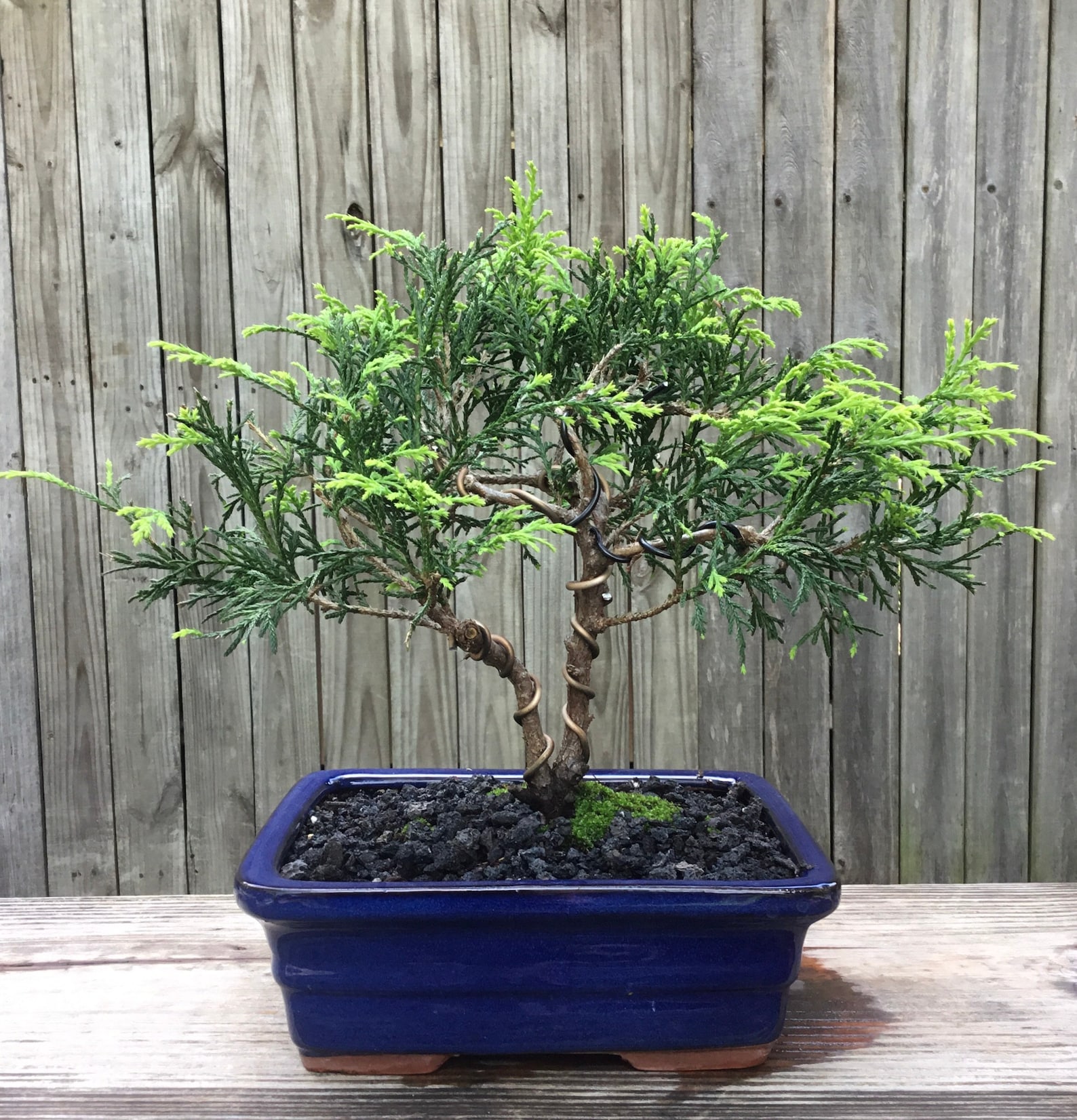 Falso ciprés Bonsai Golden Mop Cypress en una Etsy España
