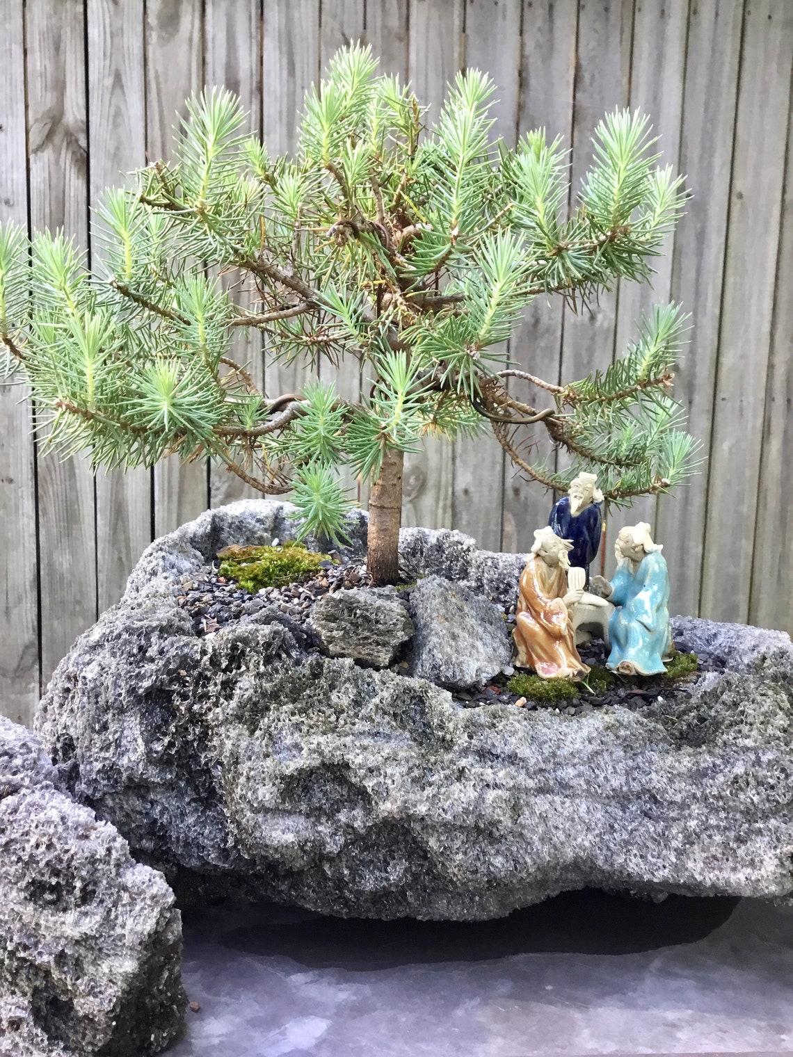 Stone Pine Bonsai Tree in a Lava Rock Planting With Antique Etsy