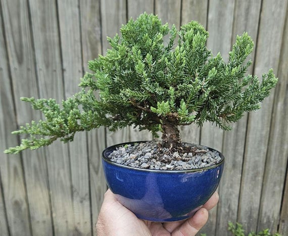 Bonsai Japanese Juniper Bonsai Tree in a Cobalt Blue Glazed
