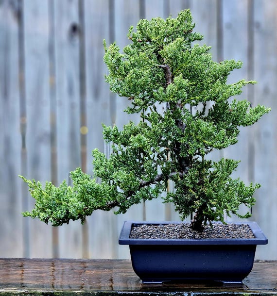 bierdeckel bonsai The 'Miyagi' Bonsai – Fiddleheads Garden Center main image 1