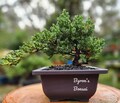 Bonsai Japanese Juniper Bonsai tree in a Black plastic pot.