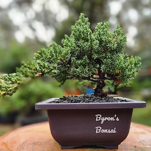 May include: A small green juniper bonsai tree in a brown ceramic pot. The pot has the text "Byron's Bonsai" on the front.