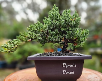 Bonsai Japanese Juniper Bonsai tree in a Black plastic pot.