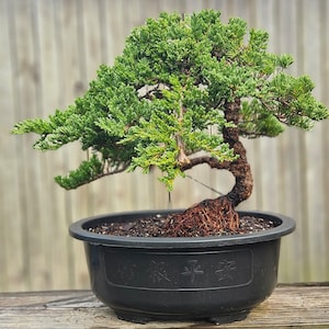 Thick Trunk Bonsai - Etsy
