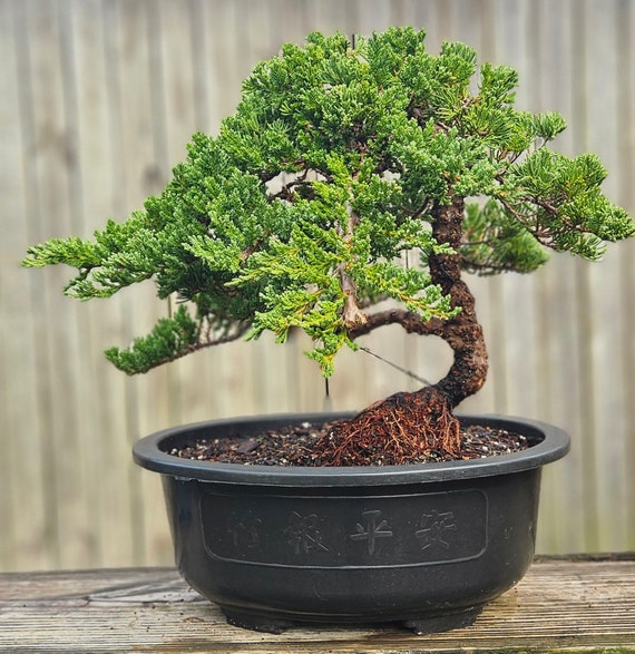 25-year-old Procumbens Nana Bonsai Tree, Thick Trunk - Etsy