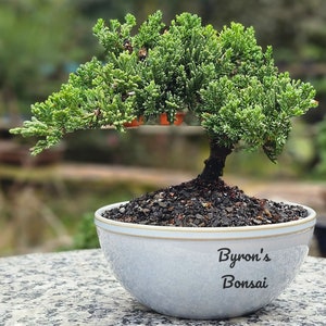 Bonsai Japanese Juniper Bonsai tree in a 6 inch Round Light Blue ,green or grey glazed ceramic pot. image 1