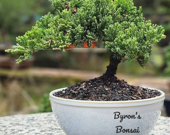 Bonsai Japanese Juniper Bonsai tree in a 6 inch Round Light  Blue ,green or grey glazed ceramic pot.