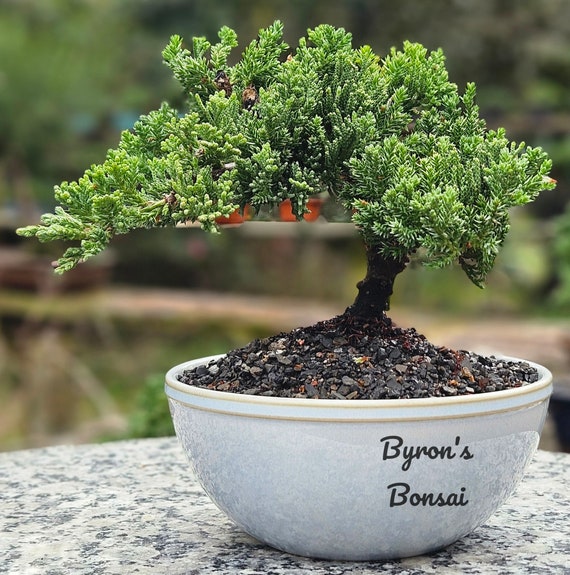 Bonsai Tree () Bonsai Tree