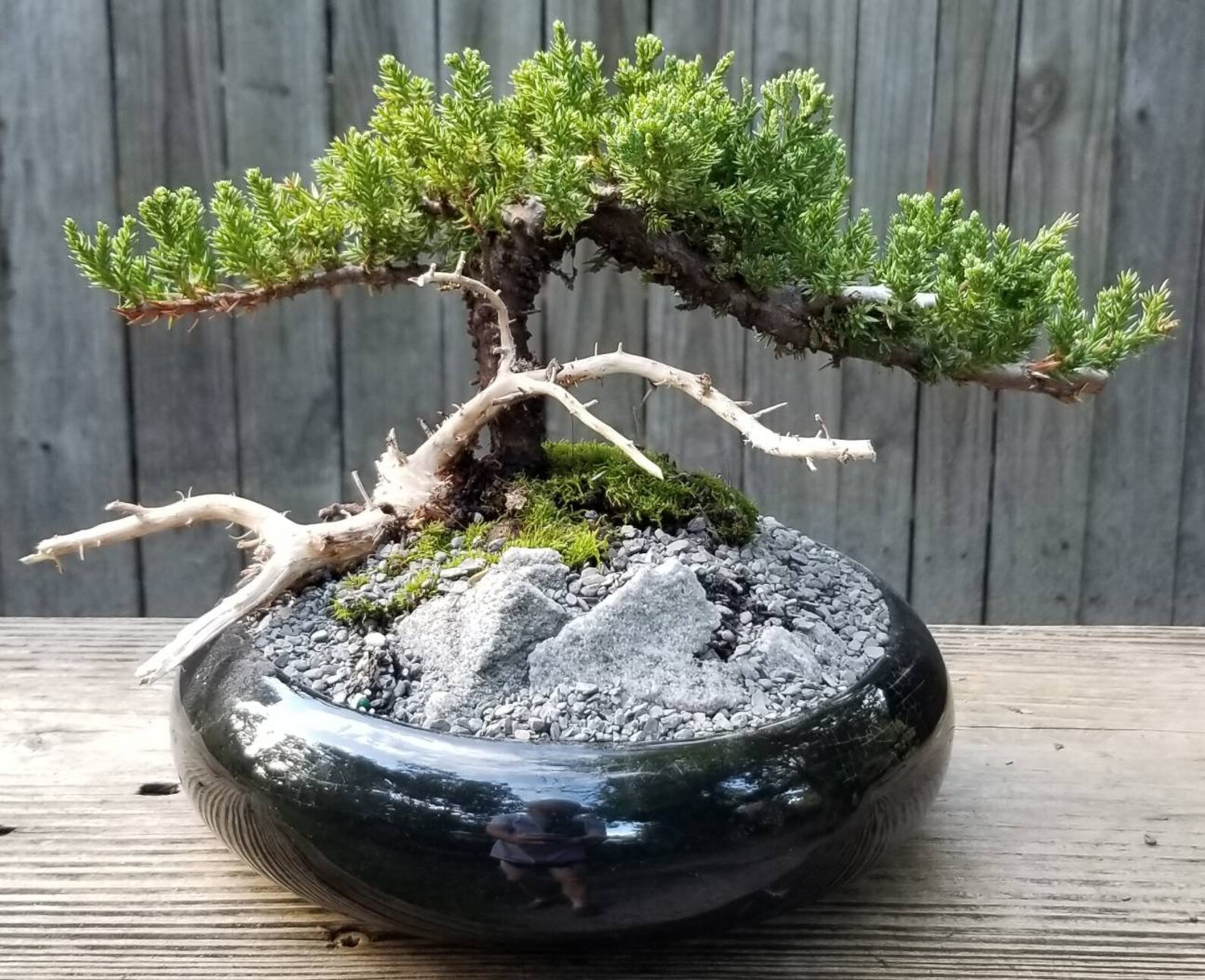 Bonsai Tree with Jin and Shari in 8 Black Glazed Etsy