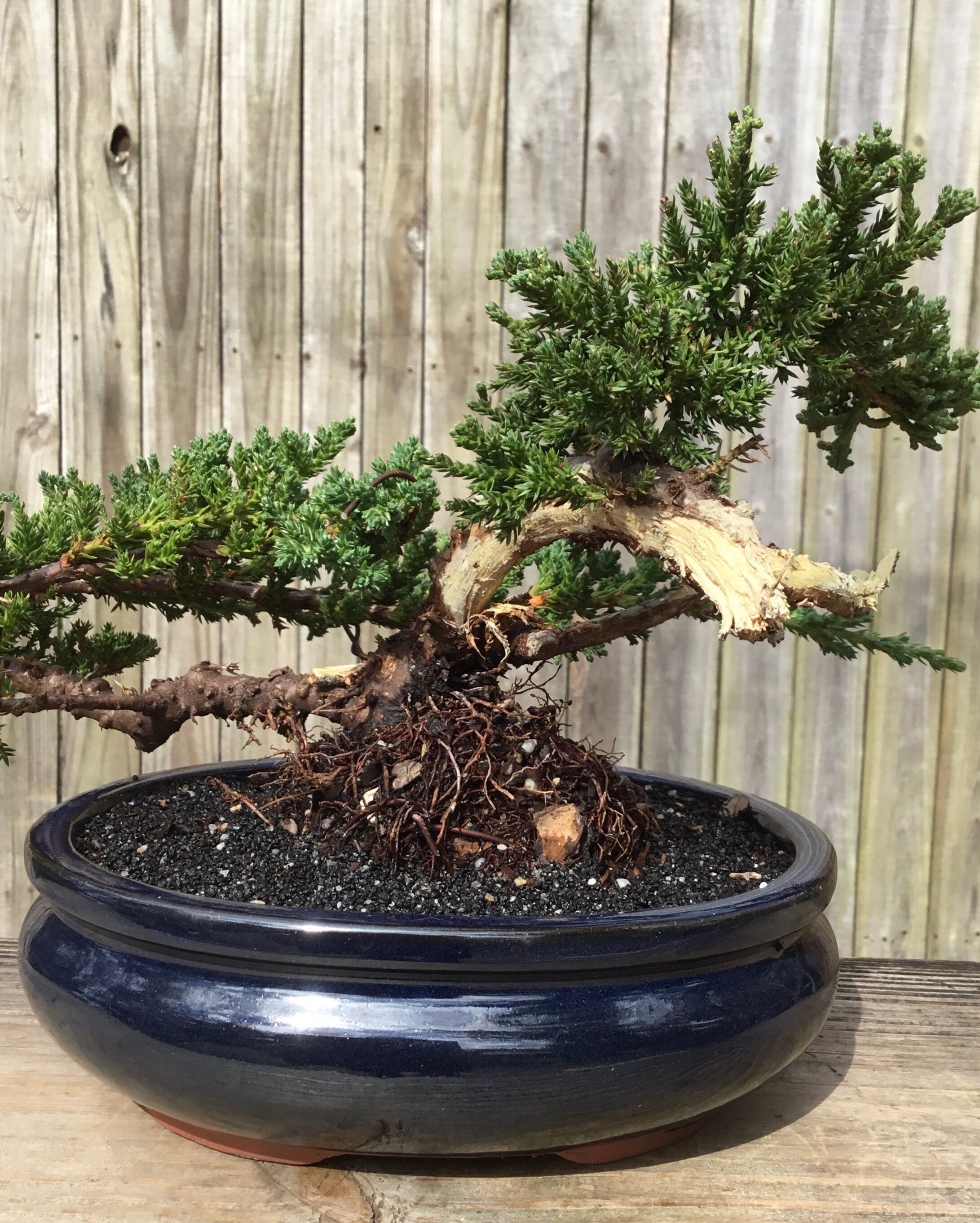 Juniper Bonsai tree Blue 8 inch oval glazed ceramic potJin Etsy