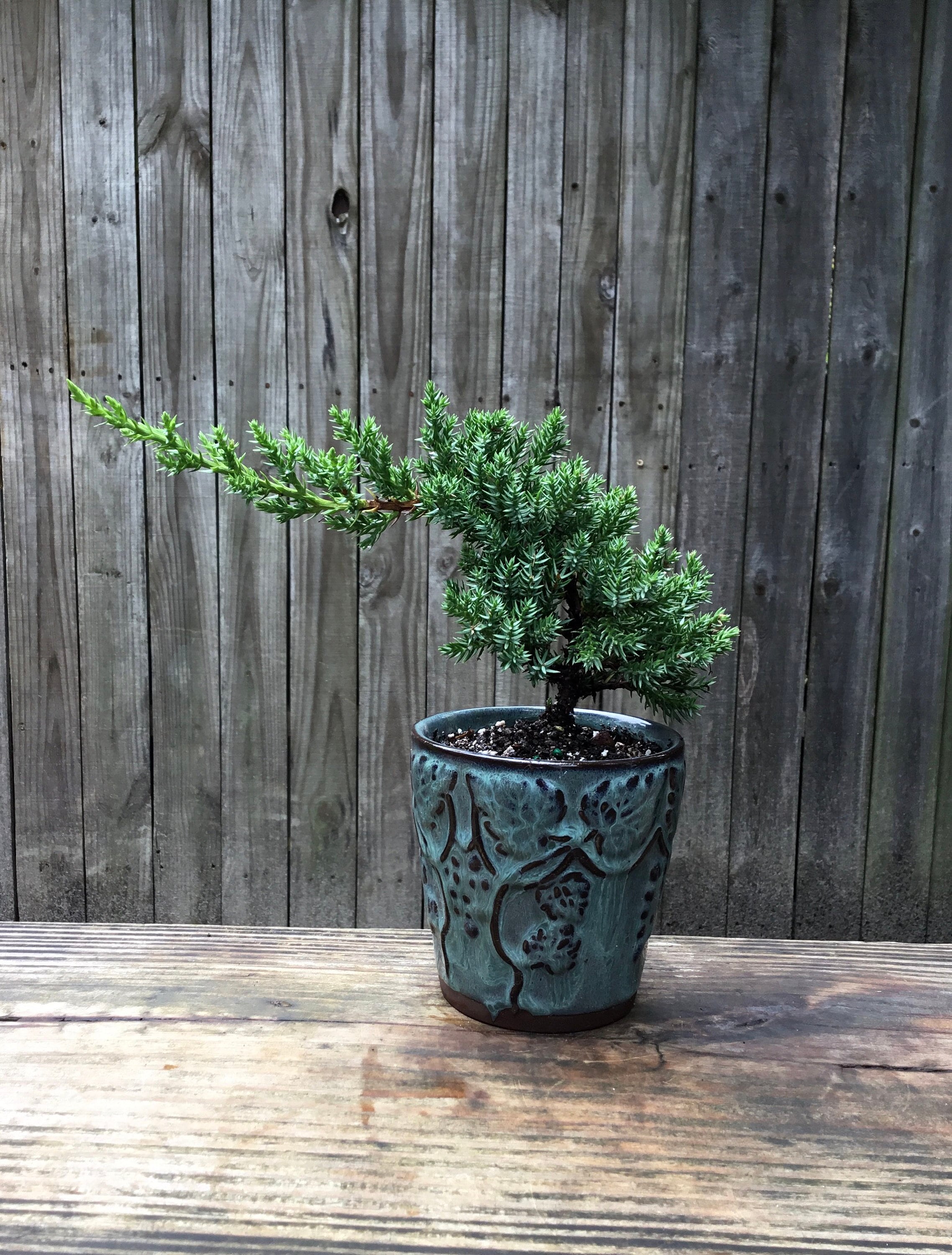 Juniper Bonsai tree in a Blue textured round app 4 inch Etsy