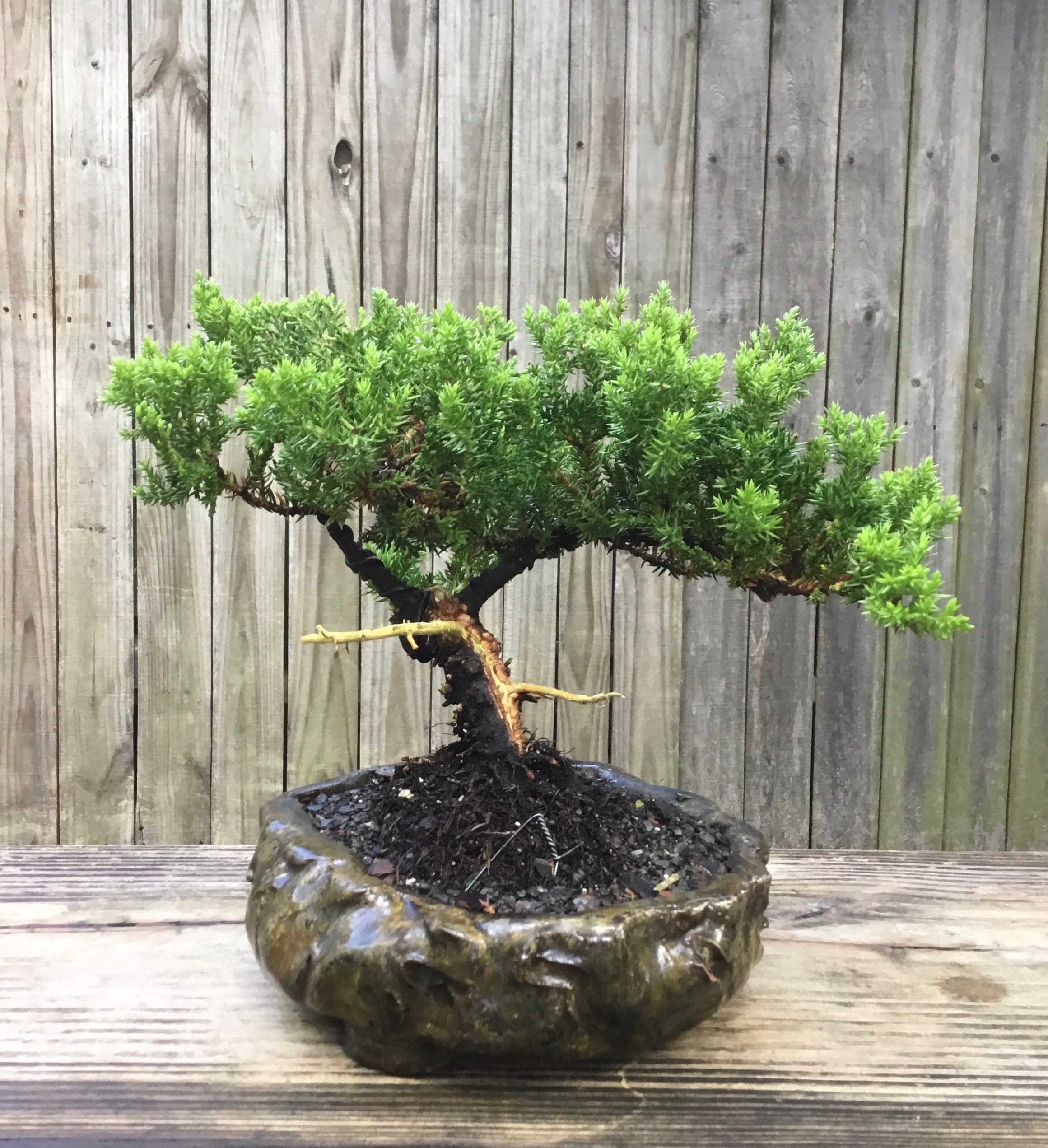 Silk Floss Tree Bonsai