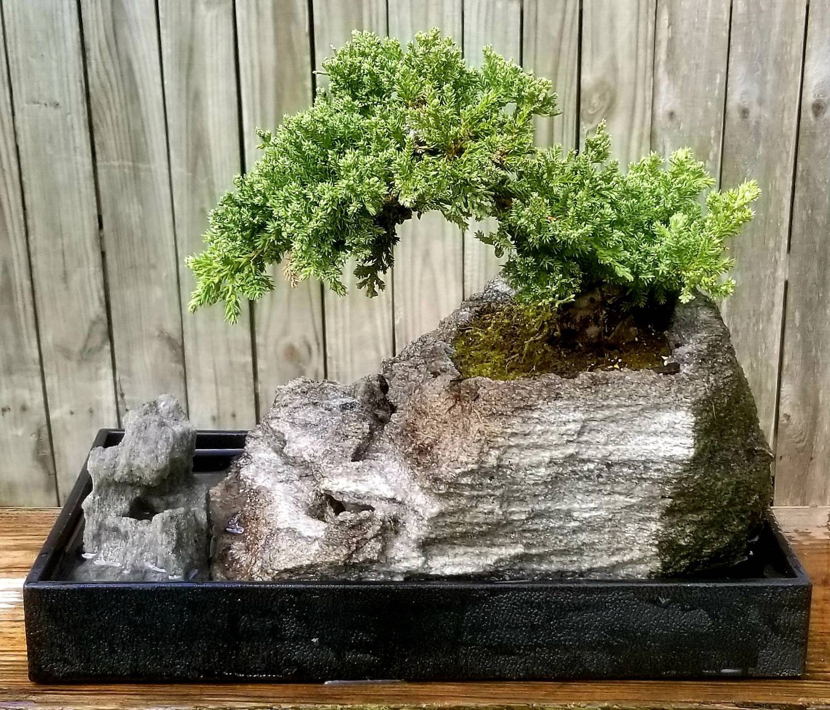 Bonsai Tree planted in lava rock waterfall. Waterfall bonsai with led lights