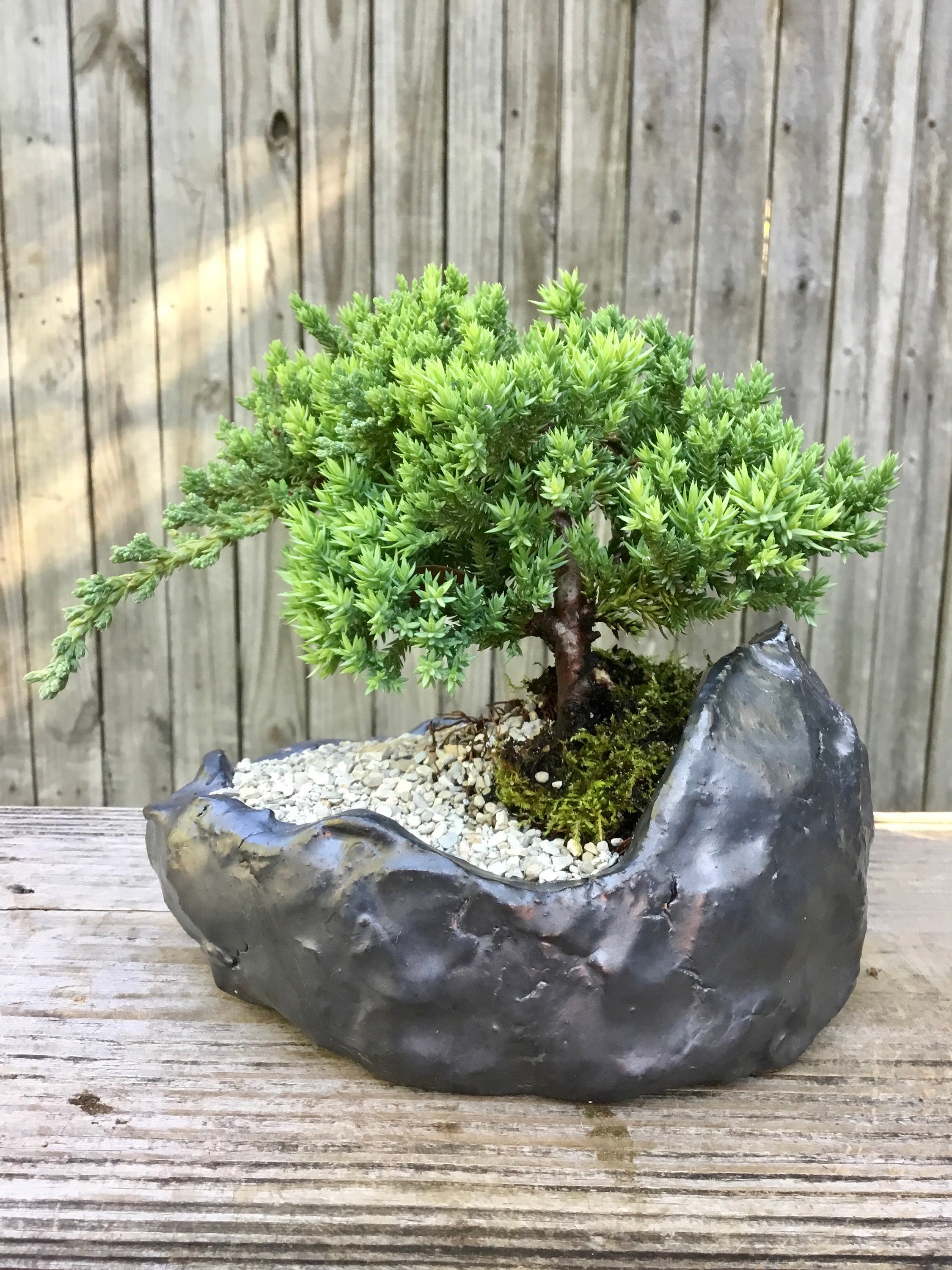 Bonsai Juniper Bonsai Tree in a Glazed Handmade Kurama Ceramic Pot