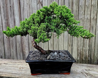 Bonsai Juniper Bonsai tree in a black rectangle glazed ceramic 10"pot