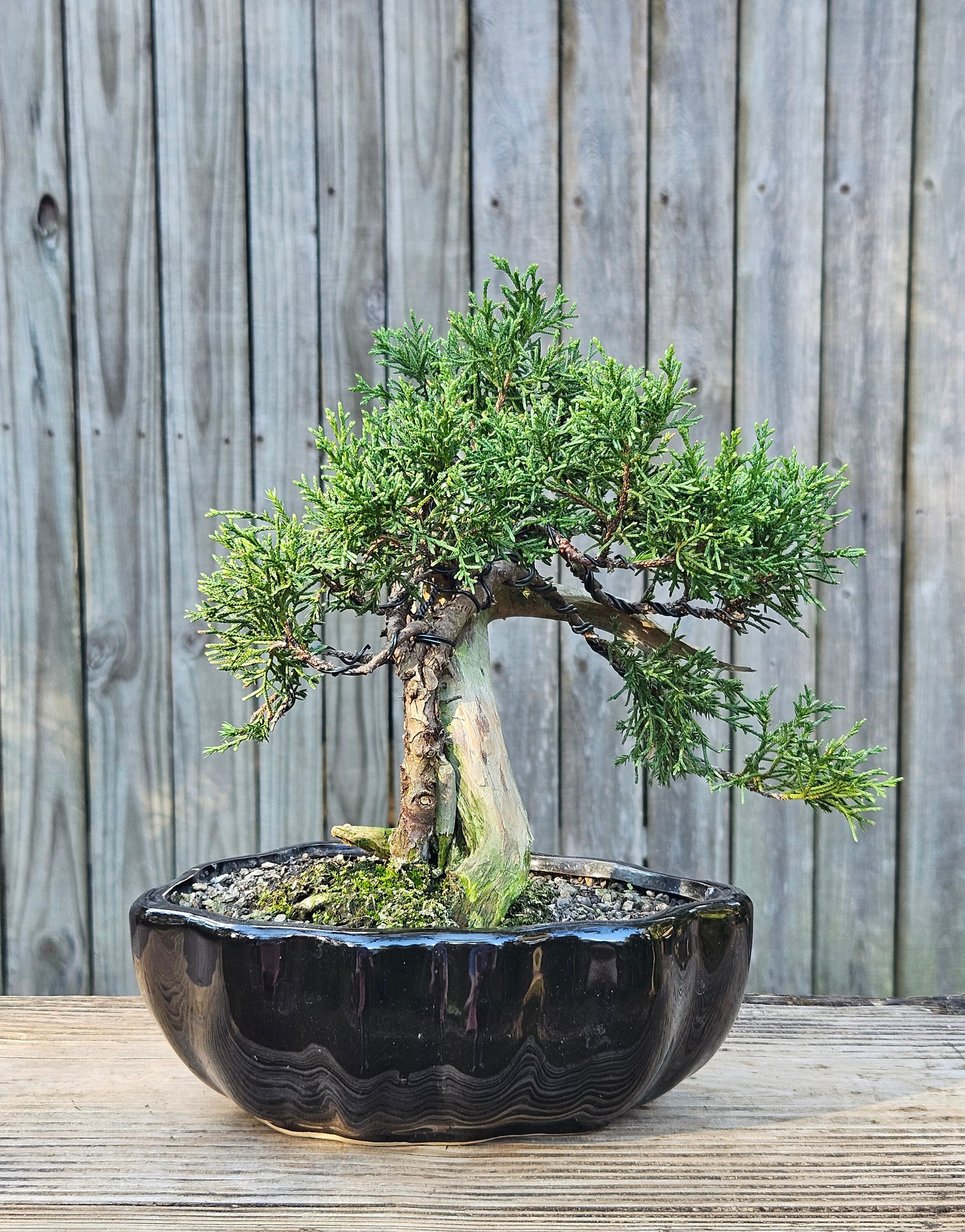 Shimpaku Juniper Tanuki Bonsai Tree in a Black Eight Inch Ceramic