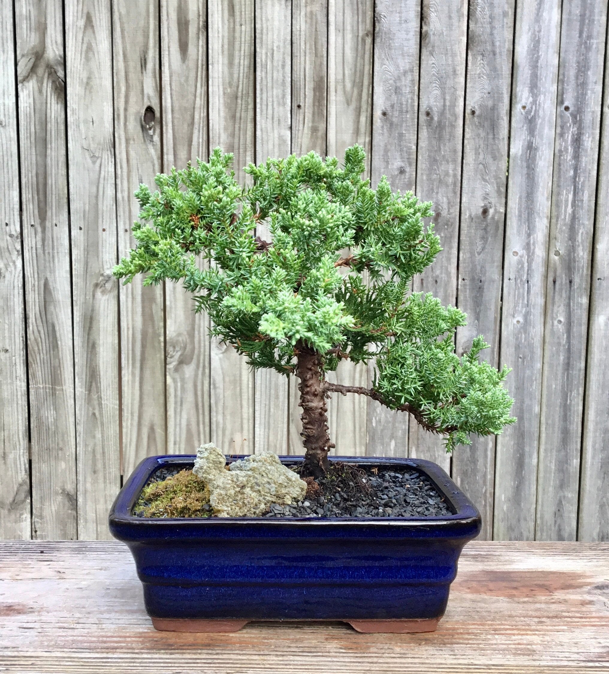 Bonsai Tree Live in Pot Indoor Plant Bonsai Pot Ceramic Thanksgiving Gift  Live Tree for Indoor Garden Holiday Gift Relaxation Office Plant 