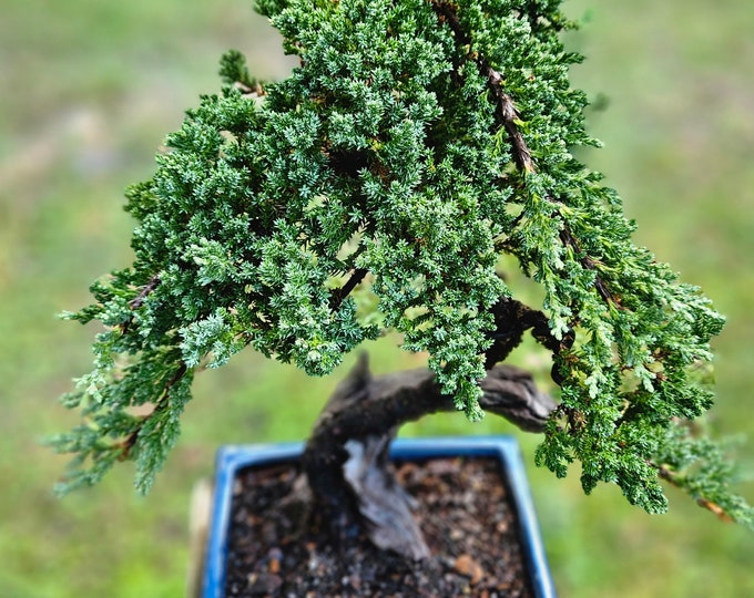 Bonsai Tanuki Japanese Juniper Tree in an 8 Inch Blue Glazed Pot