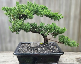 Bonsai Juniper Bonsai tree in a black rectangle glazed ceramic 10"pot