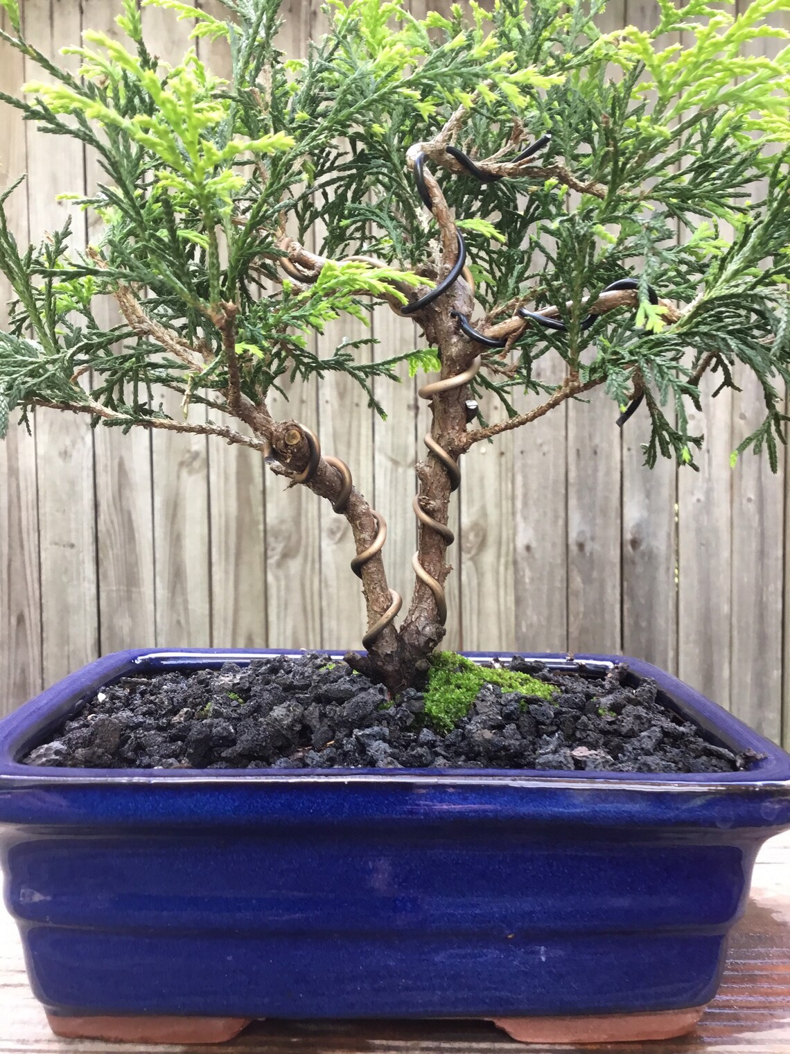 Falso ciprés Bonsai Golden Mop Cypress en una Etsy España