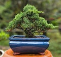 Bonsai Japanese Juniper Bonsai tree in a Blue glazed ceramic pot Great gift. I can hold up to 21 days.