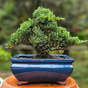 May include: A vibrant green bonsai tree with a textured trunk and foliage, planted in a glossy, navy blue rectangular ceramic pot. The pot sits on a terracotta-colored surface, with a blurred green background.