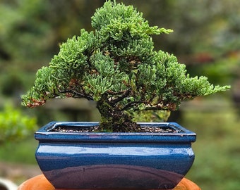 Bonsai Japanese Juniper Bonsai tree in a Blue glazed ceramic pot Great gift. I can hold up to 21 days.