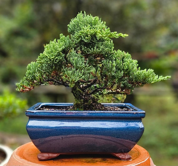 Ceramic Bonsai Pots: Elevate Your Bonsai Garden Aesthetics