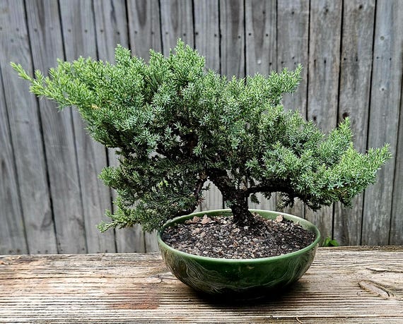 Japanese Juniper Bonsai Tree, 10 Year, Green Ceramic Pot - Etsy