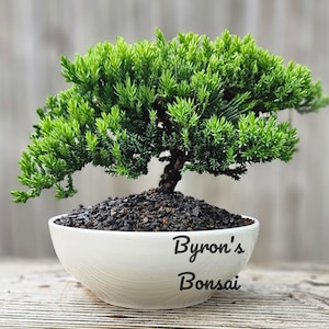 May include: A small green juniper bonsai tree in a white ceramic pot with the text "Byron's Bonsai" on the side.