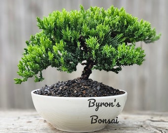 May include: A small green juniper bonsai tree in a white ceramic pot with the text "Byron's Bonsai" on the side.