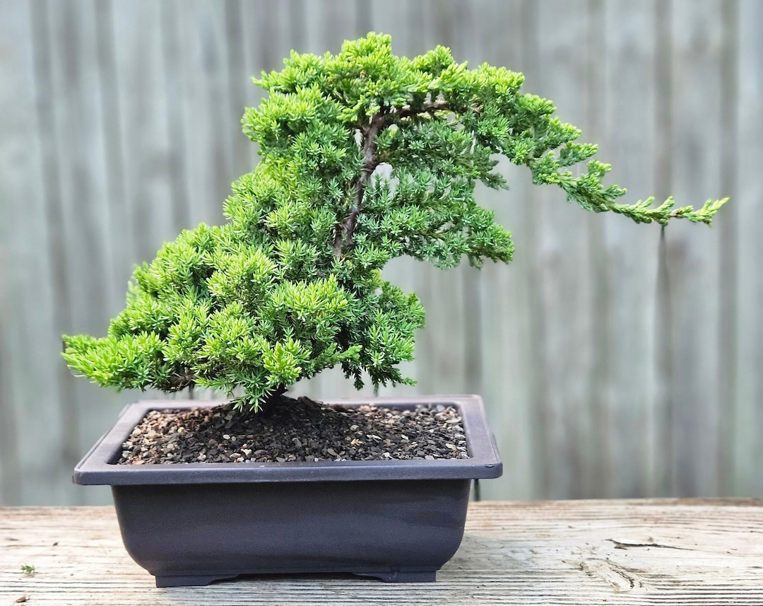盆栽 Japanese bonsai il_1080xN.5989160203_36lv.jpg