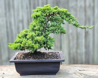May include: A green juniper bonsai tree in a black ceramic pot. The tree has a cascading shape and is pruned to create a natural, flowing design.