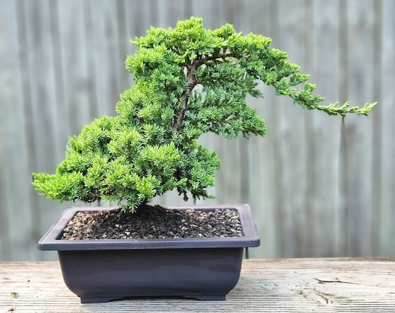 Japanese Juniper Bonsai Tree in 8-Inch Pot - Etsy.de
