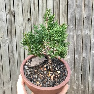 olive bonsai trees for sale 150+ Year Old Huge Olive Bonsai Tree Centre Piece – John Cowell Limited main image 0