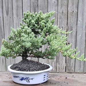 May include: A small bonsai tree with light green foliage in a white ceramic pot. The pot has a blue and white floral design. The tree sits on a wooden surface with a wooden fence in the background.