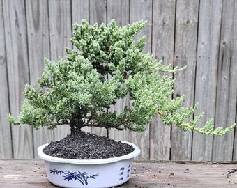 Blue Star Juniper Bonsai - Etsy
