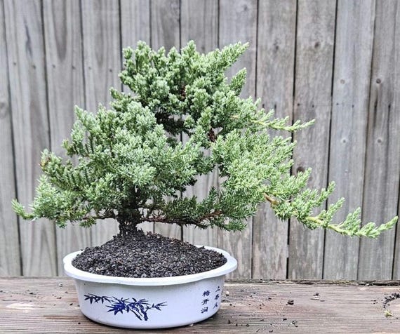 Bonsai Japanese Juniper Bonsai tree in a blue and white plastic pot.