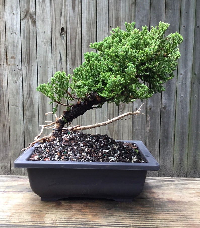 Juniper Bonsai Tree with jin and shari in a rectangle 9 inch Etsy