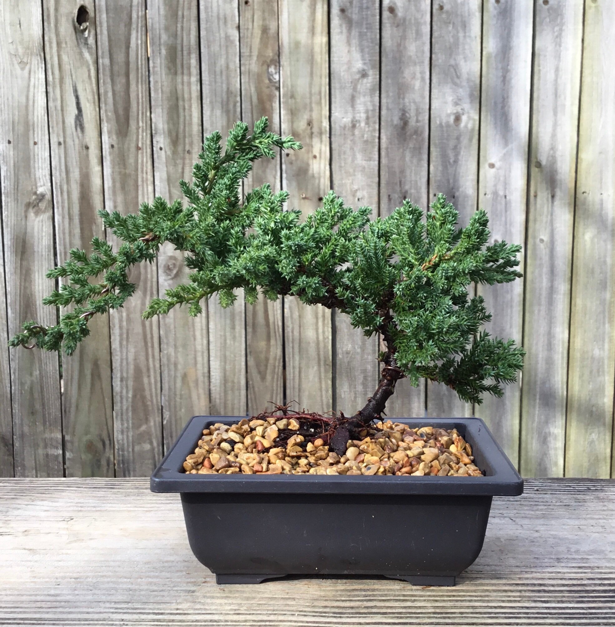 Juniper Bonsai Tree Kit 4 Year Old Prebonsai Etsy UK
