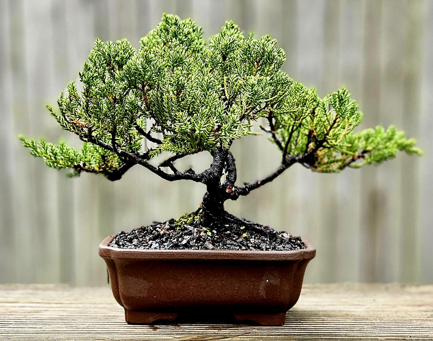 Bonsai Japanese Juniper Bonsai Tree in an Unglazed Ceramic