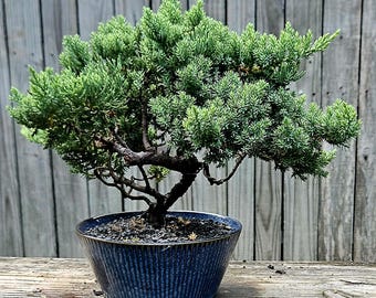 Op de afbeelding: Een kleine bonsai boom met heldergroene bladeren en een donkere, gedraaide stam. De boom staat in een blauwe keramische pot met verticale groeven. De achtergrond is een houten hek, wat een natuurlijke uitstraling geeft.